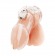 Прозрачная клетка целомудрия Acrylic See-thru Chastity Cage - BlueLine - купить с доставкой в Москве